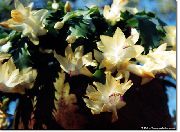 gul Krukväxter Jul Kaktus (Schlumbergera) foto