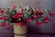 koyu kırmızı Kapalı bitkiler Noel Kaktüs (Schlumbergera) fotoğraf