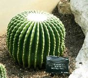 бял Стайни растения Орли Нокът (Echinocactus) снимка