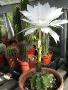 baltas Vidinis augalai Thistle Gaublys, Žibintuvėlis Kaktusas (Echinopsis) nuotrauka