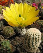 geel Kamerplanten Egel Cactus, Kant Cactus, Regenboog Cactus (Echinocereus) foto