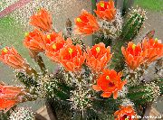ფორთოხალი შიდა მცენარეები ზღარბი Cactus, მაქმანი Cactus, Rainbow Cactus (Echinocereus) ფოტო