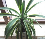 branco Plantas de interior American Century Plant, Pita, Spiked Aloe (Agave) foto