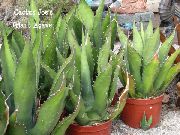 wit  American Century Plant, Pita, Spiked Aloe (Agave) foto