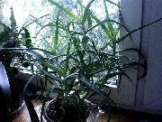 赤 屋内植物 アロエ (Aloe) フォト