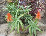 rojo Plantas de interior Áloe (Aloe) foto