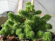 pembe Kapalı bitkiler Sedum  fotoğraf