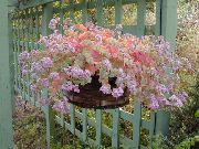 roze Kamerplanten Sedum  foto
