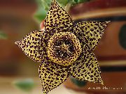 rjava  Črna Rastlina, Zvezde Cvet, Morska Zvezda Cactus (Stapelia) fotografija