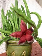 红 室内植物 腐肉植物，花海星，海星仙人掌 (Stapelia) 照片