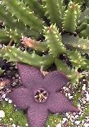 紫 室内植物 腐肉植物，花海星，海星仙人掌 (Stapelia) 照片