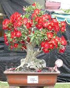 红 室内植物 沙漠玫瑰 (Adenium) 照片