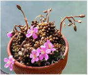 ვარდისფერი შიდა მცენარეები Anacampseros  ფოტო