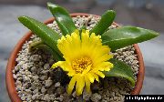 黄 室内植物 Glottiphyllum  照片
