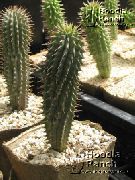 room desert cactus Hoodia Hoodia