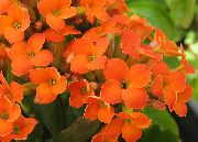 oranžový Izbové Rastliny Kalanchoe  fotografie