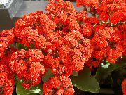 rdeča Sobne Rastline Kalanchoe  fotografija
