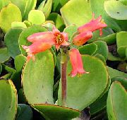 piros Szobanövények Disznó Fülébe (Cotyledon) fénykép