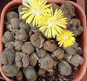 黄 室内植物 卵石植物，活石 (Lithops) 照片
