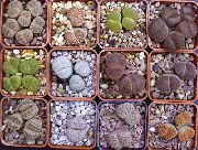 room succulent Pebble Plants, Living Stone Lithops