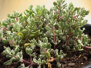 šeřík Pokojové rostliny Oscularia  fotografie