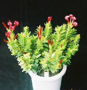 raudonas Vidinis augalai Rochea  nuotrauka