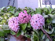 pink  Voks Plante (Hoya) foto