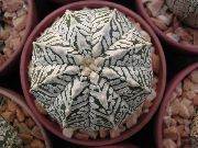 жълт Стайни растения Astrophytum  снимка