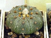 dzeltens Telpaugi Astrophytum  foto