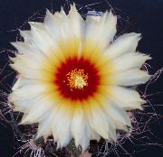 balts Telpaugi Astrophytum  foto