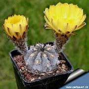 sarı Kapalı bitkiler Acanthocalycium  fotoğraf