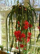 piros Szobanövények Szíj Kaktusz, Orchidea Kaktusz (Epiphyllum) fénykép