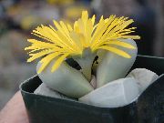 Lapidaria жълт Растение