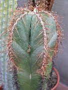Lemaireocereus wit Plant