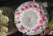 rózsaszín Szobanövények Öreg Hölgy Kaktusz, Mammillaria  fénykép