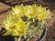 kollane Toataimed Vanaproua Kaktus, Mammillaria  foto