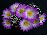 老太太仙人掌，乳头状 紫丁香 卉