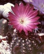 rožinis Vidinis augalai Cob Kaktusas (Lobivia) nuotrauka