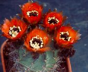 červená Pokojové rostliny Cob Kaktus (Lobivia) fotografie