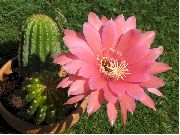 ვარდისფერი შიდა მცენარეები Cob Cactus (Lobivia) ფოტო