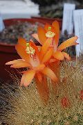 Matucana oranžinis augalas