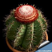rózsaszín Szobanövények Turks Head Kaktusz (Melocactus) fénykép
