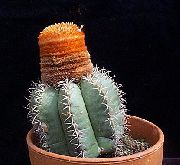 roz Plante de interior Turcii Cap Cactus (Melocactus) fotografie