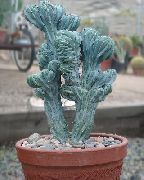白 室内植物 蓝色的蜡烛，蓝莓仙人掌 (Myrtillocactus) 照片