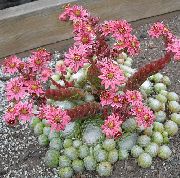 rožnat Sobne Rastline Hiša Pora (Sempervivum) fotografija