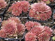pink Indendørs planter Hus Porre (Sempervivum) foto