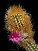 粉红色 室内植物 Oreocereus  照片