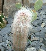 pembe Kapalı bitkiler Oreocereus  fotoğraf