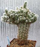 розов Стайни растения Oreocereus  снимка