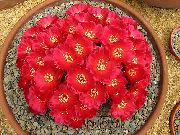 Sulcorebutia raudonas augalas